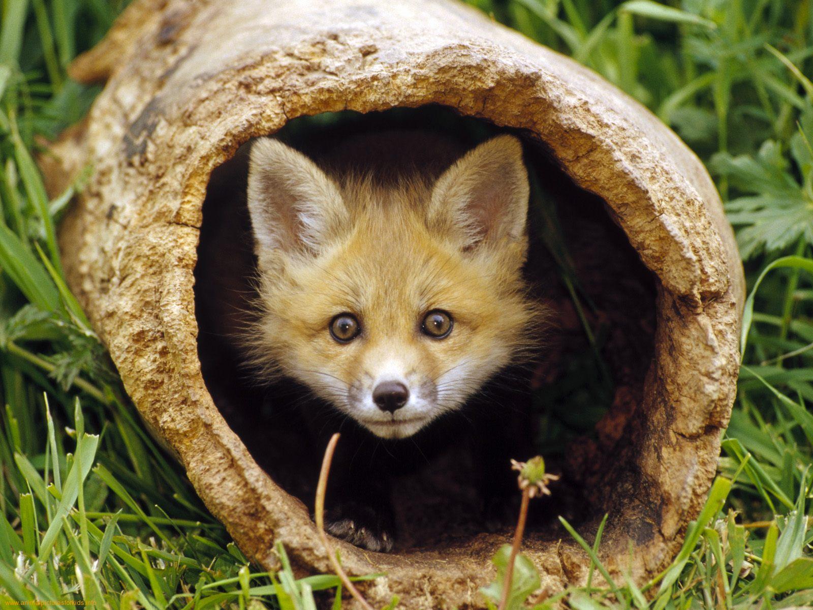 Curious kit fox